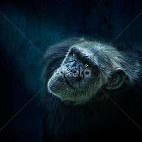 by Esteban Rios - Animals Other Mammals
