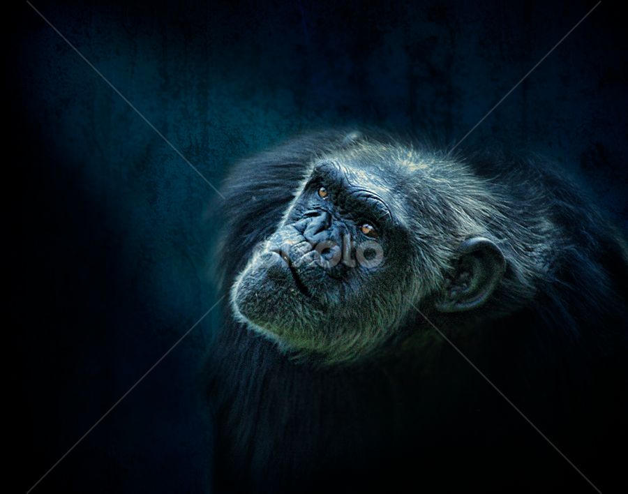 by Esteban Rios - Animals Other Mammals