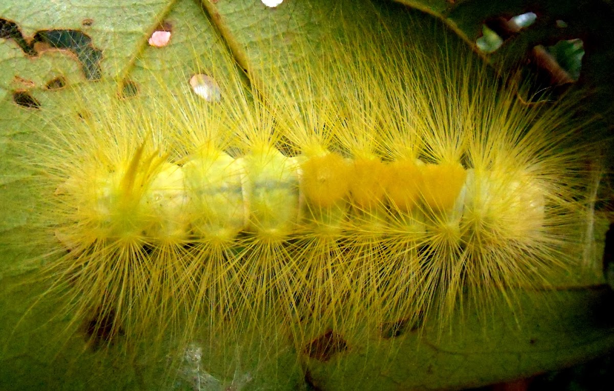 Yellow Spiky Caterpillar