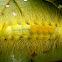 Yellow Spiky Caterpillar
