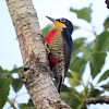 Yellow-fronted Woodpecker - female