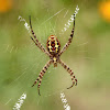 Eurasian Signature Spider