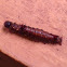 Caterpillar