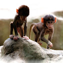 Baby Baboons
