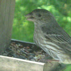 Common House Finch [female]