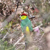 Red-capped Parrot