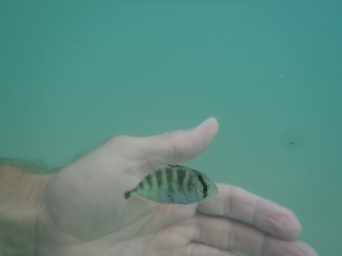 small striped fish