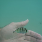 small striped fish