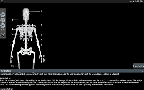 Human bones lite