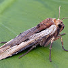 Dot-and-Dash Swordgrass Moth