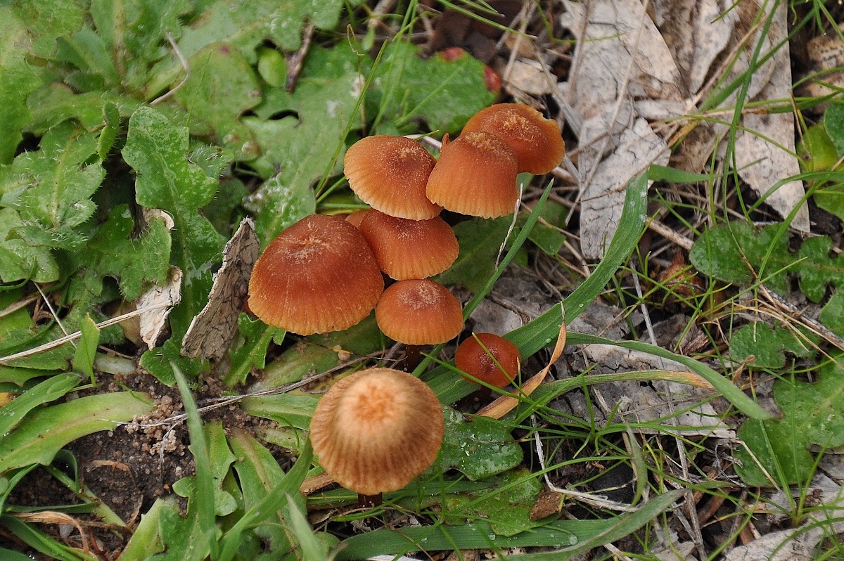 Tiny fungus