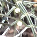 Black Swallowtail eggs