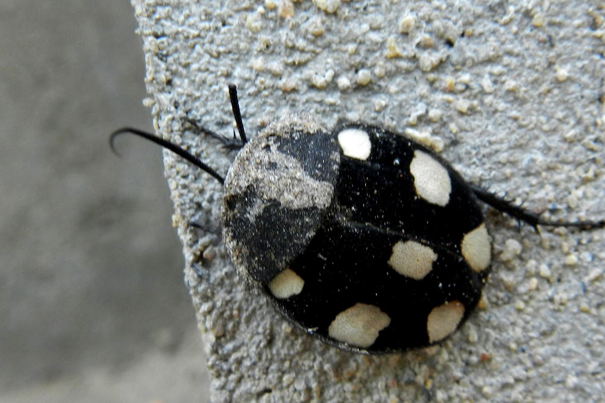 Indian domino cockroach