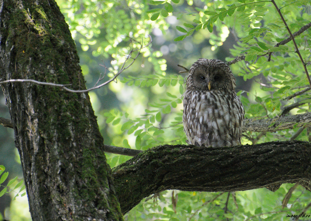 Tawny Owl Project Noah