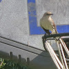 Brown Northern Mockingbird