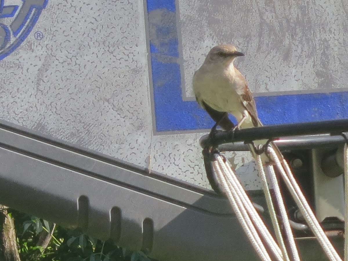 Brown Northern Mockingbird