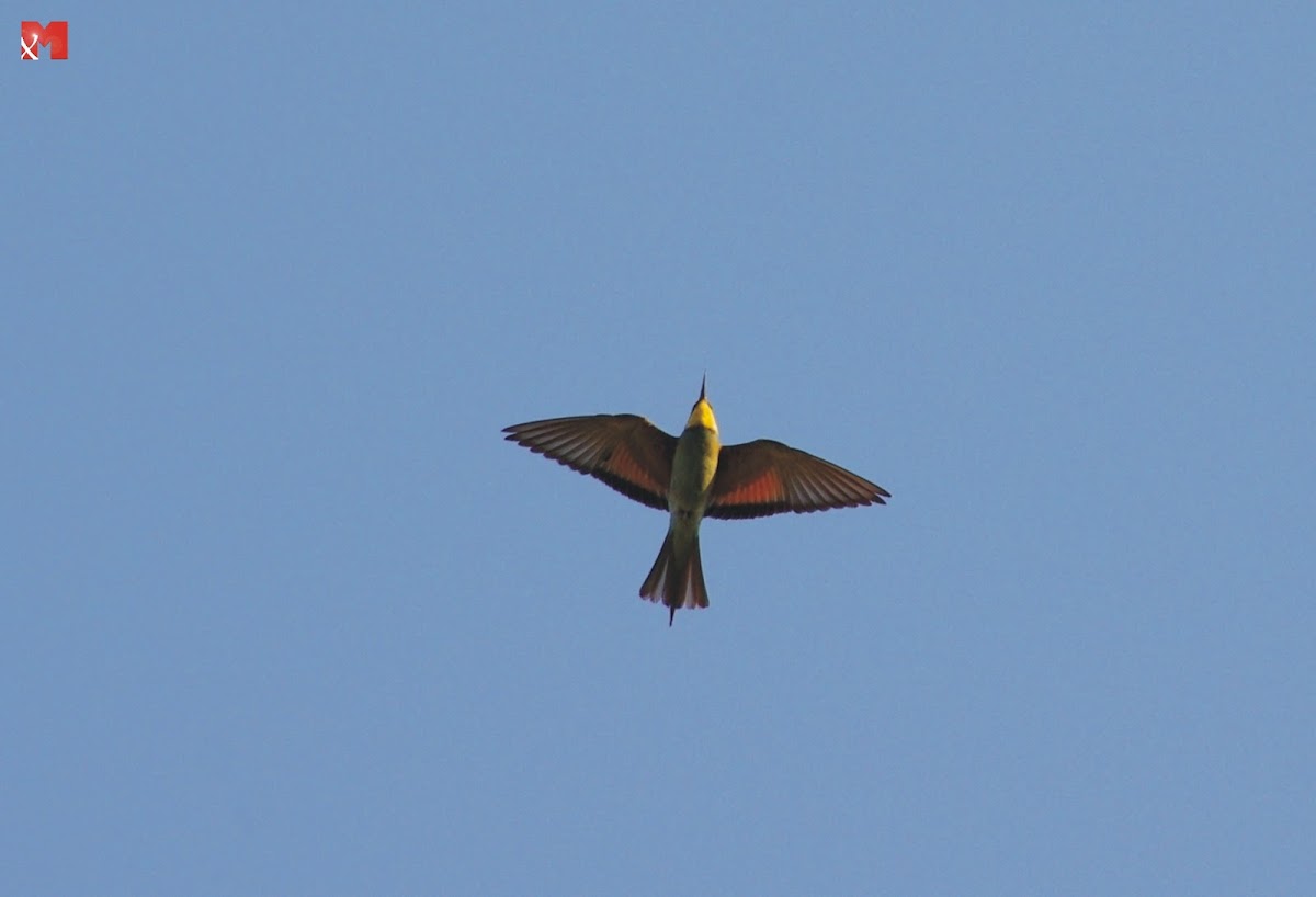 European Bee-eater (Μελισσοφάγος)