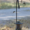 Ruby-throated Hummingbird