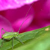 Speckled bush-cricket nymph / Punktierte Zartschrecke Jungtier