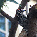 Nuttall's woodpecker