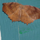 Curve-toothed Geometer Moth