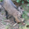 Bornean bearded pig (Sus barbatus)