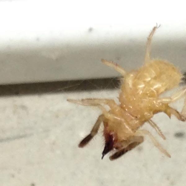 Sunspider | Project Noah