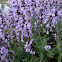 Salvia y campo de margaritas,amapolas,lilas,etc...