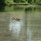 Canada Goose