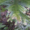 Mousedeer Plant, Leechwood , Kayu Ribu-ribu