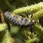 Larva of seven-spot ladybird