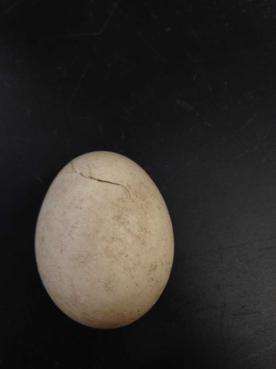 Canada Goose Egg