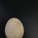 Canada Goose Egg