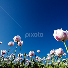 Papoilas by Luis Reininho - Flowers Flowers in the Wild