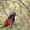 The greater coucal