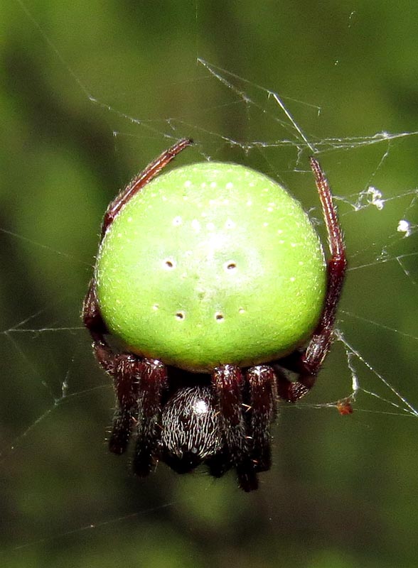 Green pea spider