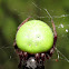 Green pea spider