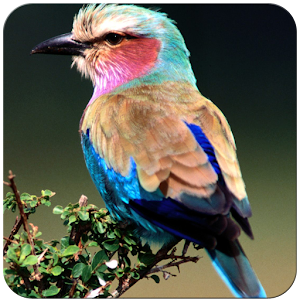 Birds Wallpaper 1.7