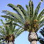 Canary Island date palm