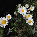 Ox eyed Daisy