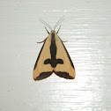 Clymene Haploa Moth