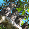 Tawny Frogmouths (adults and chicks)