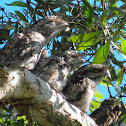 Tawny Frogmouths (adults and chicks)