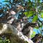 Tawny Frogmouths (adults and chicks)