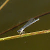 Fragile Forktail, female