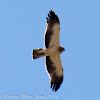 Booted Eagle; Aguila Calzada