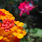 West Indian Lantana