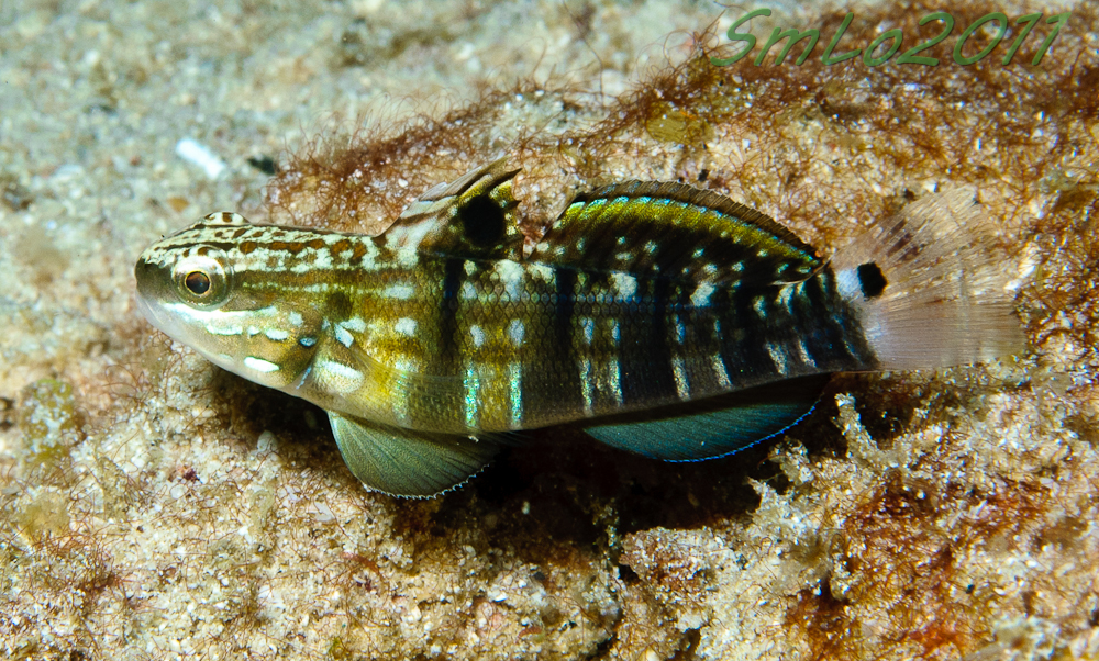 White barred reef goby