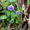 the Common Dog-violet