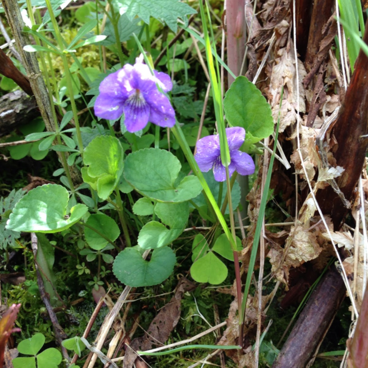 the Common Dog-violet
